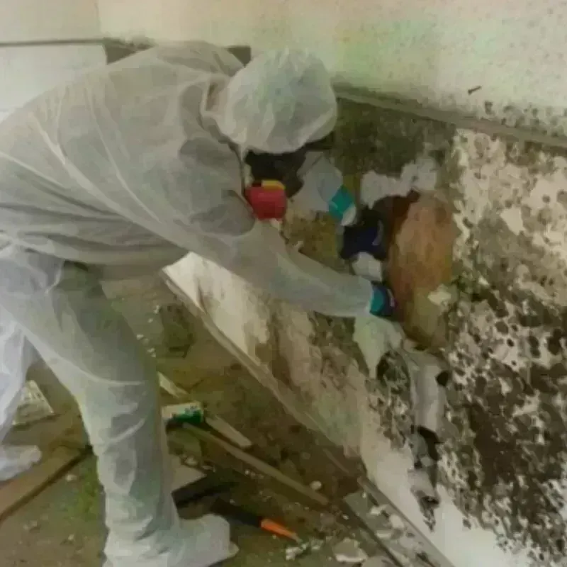 Mold Remediation and Removal in Happy Camp, CA